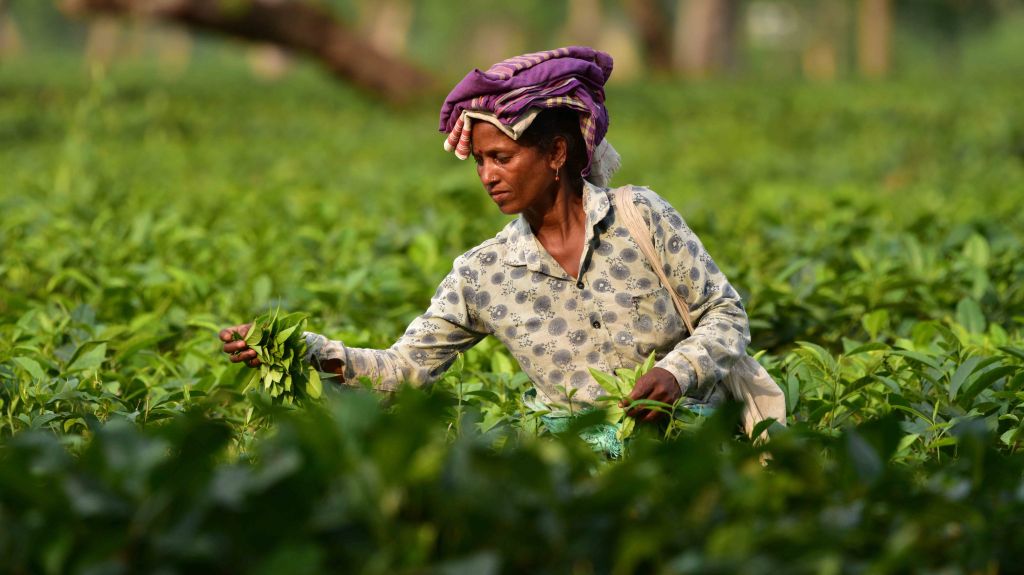 Tea Prices Surge Amidst Harvest Disruptions from Extreme Weather